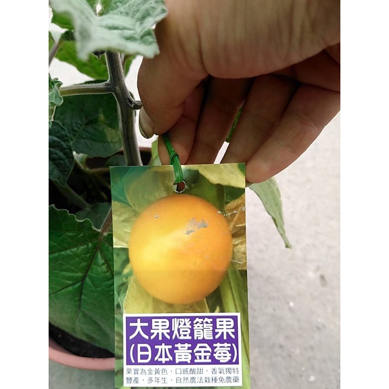 一葉植富 日本黃金莓有貨囉 特價一棵180元