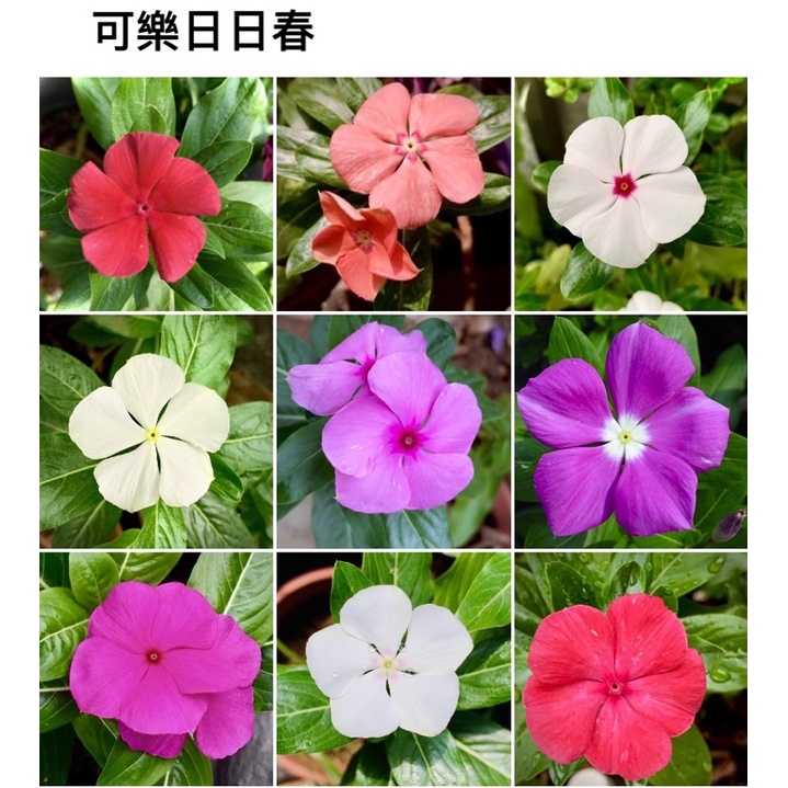 綜合日日春種子 Saraの藝享世界 蝦皮購物