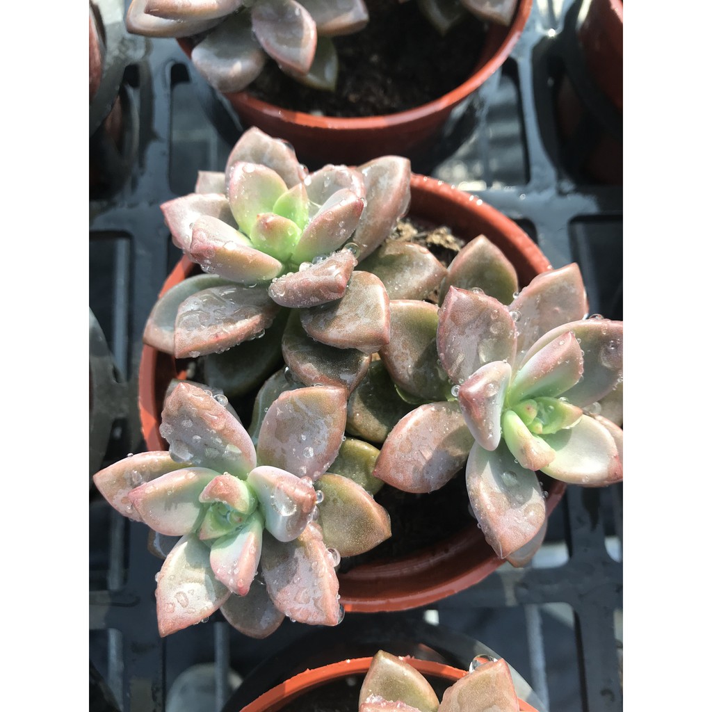 多肉植物姬朧月 拍賣 評價與ptt熱推商品 21年5月 飛比價格
