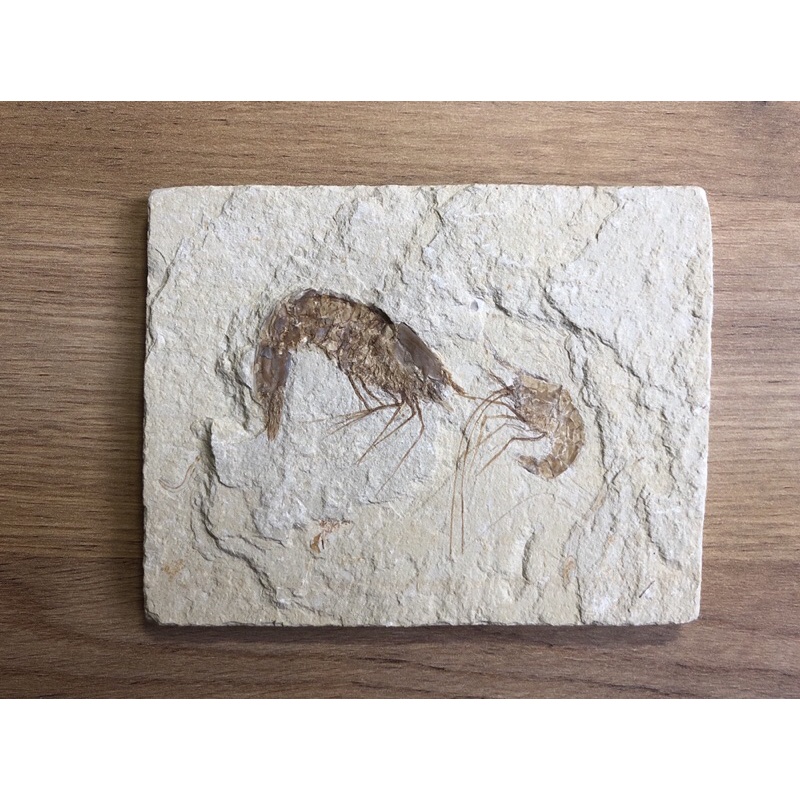 ＂保證真品＂黎巴嫩果蝦化石(正面2隻丶後面1隻)