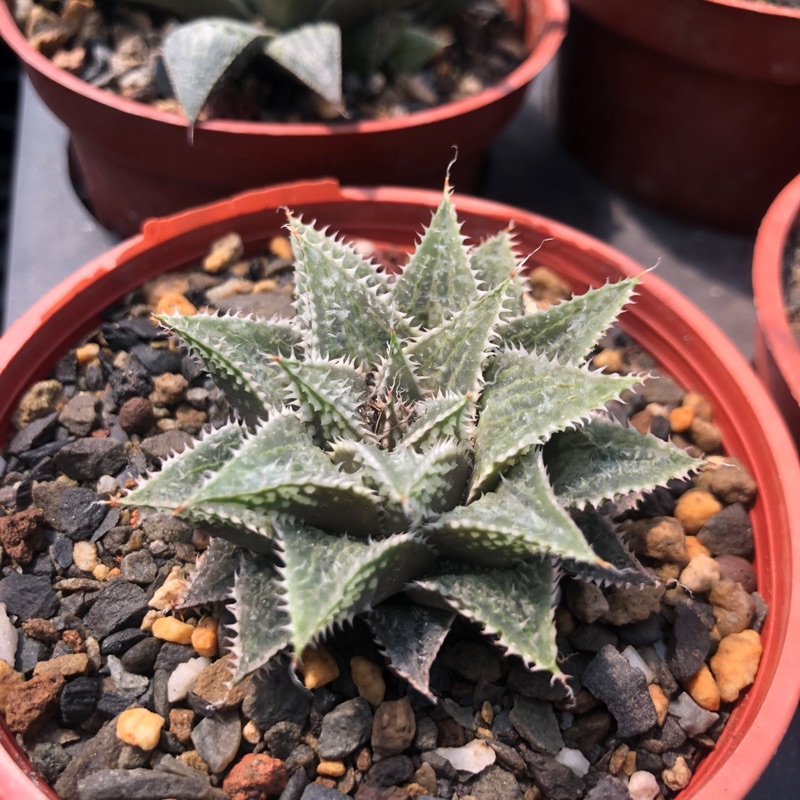 多肉植物 百合科 大銀城交花咲蟹