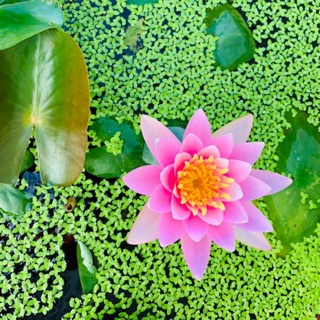 臺灣製造♻️環保花盆_有機肥料、碗蓮土、睡蓮土、肥料、花果肥、枝葉肥、培養土、花盆、塑膠花盆、發泡鍊石、陽明山土、田土