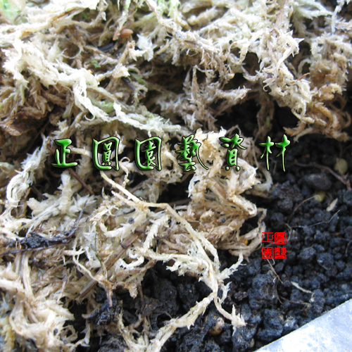 水苔 Ptt討論與高評價網拍商品 21年8月 飛比價格