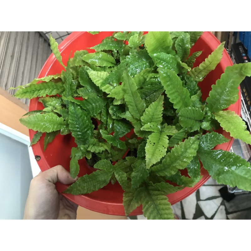 陰性水草的價格推薦第9 頁 21年7月 比價比個夠biggo