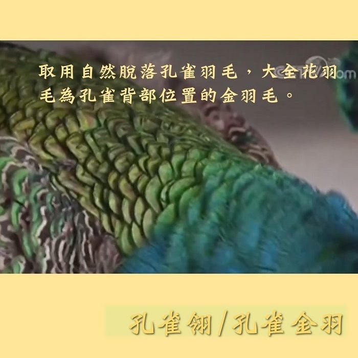 孔雀翎 孔雀金羽 孔雀藍羽毛 孔雀花羽自然脫落孔雀羽毛孔雀羽毛儀式羽毛風元素 逗貓道具 逗貓棒材料 聖哲曼 蝦皮購物