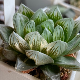 Haworthia ハオルチア紅顏オブツーサ錦 蝦皮購物