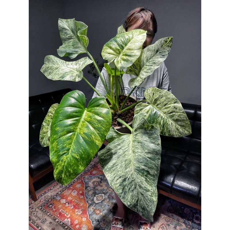 大理石蔓綠絨philodendron Giganteum Variegated 觀葉植物 斑葉植物 雨林植物可參考 蝦皮購物