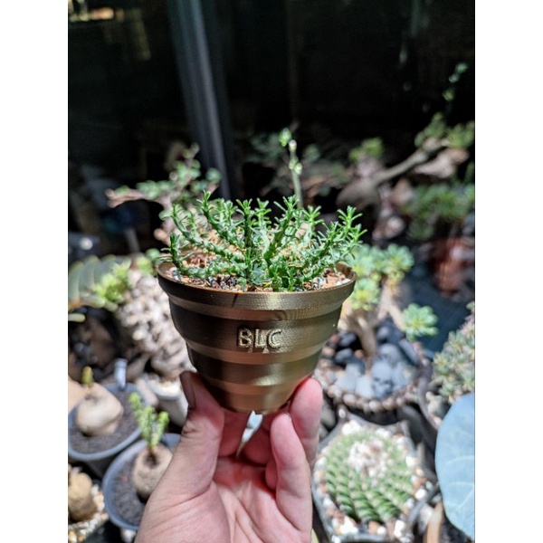 ［嗜啡帝］金輪祭大戟 Euphorbia gorgonis塊根  一物一拍 已穩根 含盆出 稀少 值得收藏