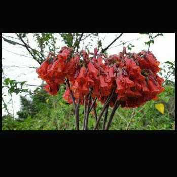 妞妞花園景天科不死鳥1吋盆 蝦皮購物