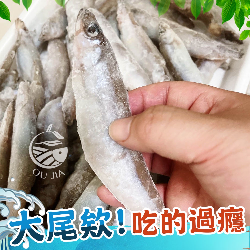 大尾爆卵柳葉魚-1KG【歐嘉嚴選】烤肉 氣炸 全家799免運 蝦幣10倍送 餐廳供應 批發