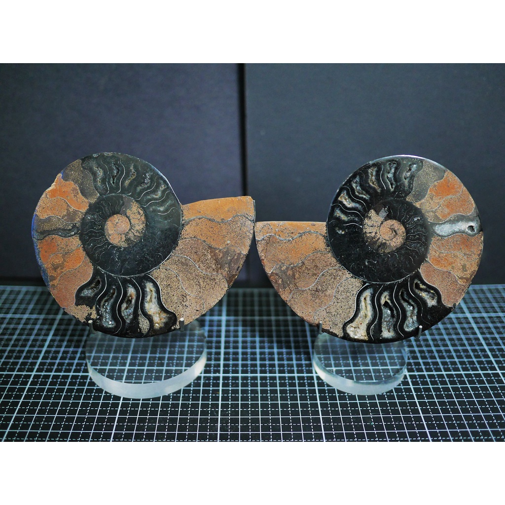 【實物實拍】【現貨】【露蝦】馬達加斯加 黑色的 風神菊石 切片完全對開(113mm)自然科學 古生物 活化石 收藏 恐龍