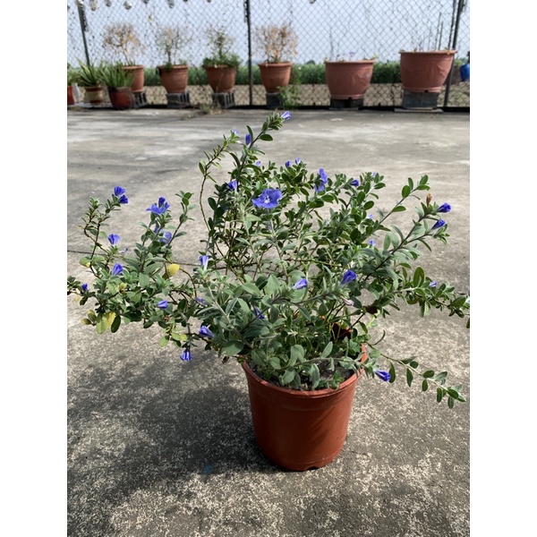 藍星花的價格推薦 21年11月 比價比個夠biggo