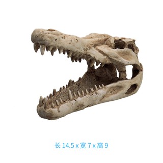 造景裝飾烏龜爬寵爬蟲蛇躲避屋動物仿真擺件恐龍大頭骸骨頭蓋骨1428 蝦皮購物