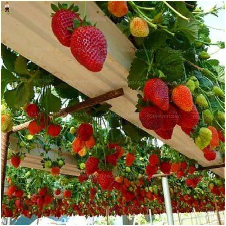 ❃壹元一粒❃四季草莓種子 奶油草莓種子 超甜 奶油草莓  爬藤草莓  易種植易養活  水果草莓種子發芽率高達95%