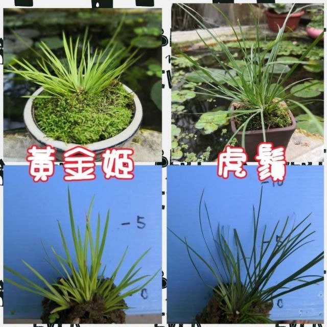 水畝田 黃金姬 虎鬚 天鵝絨 金錢 貴船苔 朧月 姬正宗 有栖川 金鳳凰菖蒲 水生植物 水草 山野草盆栽素材 蝦皮購物
