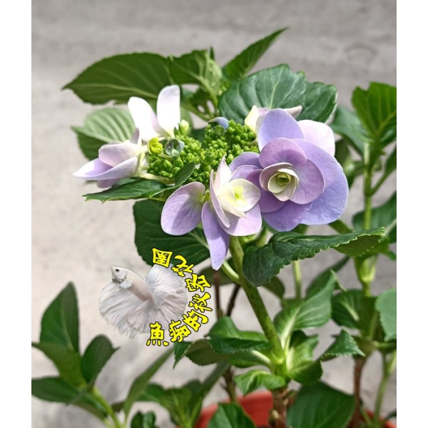 妖精之瞳繡球花 重瓣藍紫色繡球花紫藍色繡球花盆栽 ６吋盆 多年生紫陽花盆栽 只有冬天有 先確認是否現貨 蝦皮購物