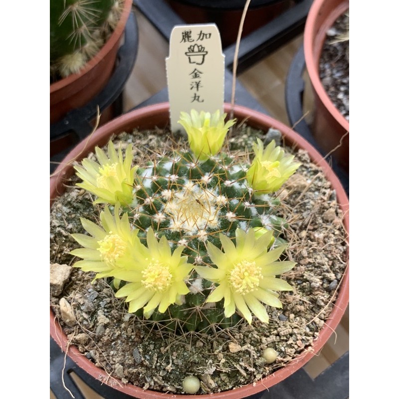 麗加 多肉植物 金洋丸 仙人掌 仙人球 開花期很會開花 參考封面園區實拍照 最後四張目前現貨參考圖 蝦皮購物
