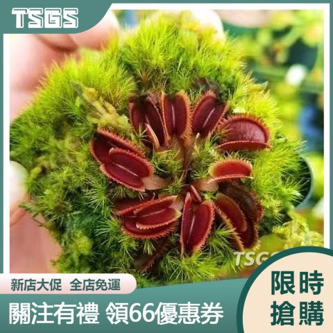 【TSGS】食蟲草種子 豬籠草種子 捕蠅草種子 食人花種子 驅蚊草種子