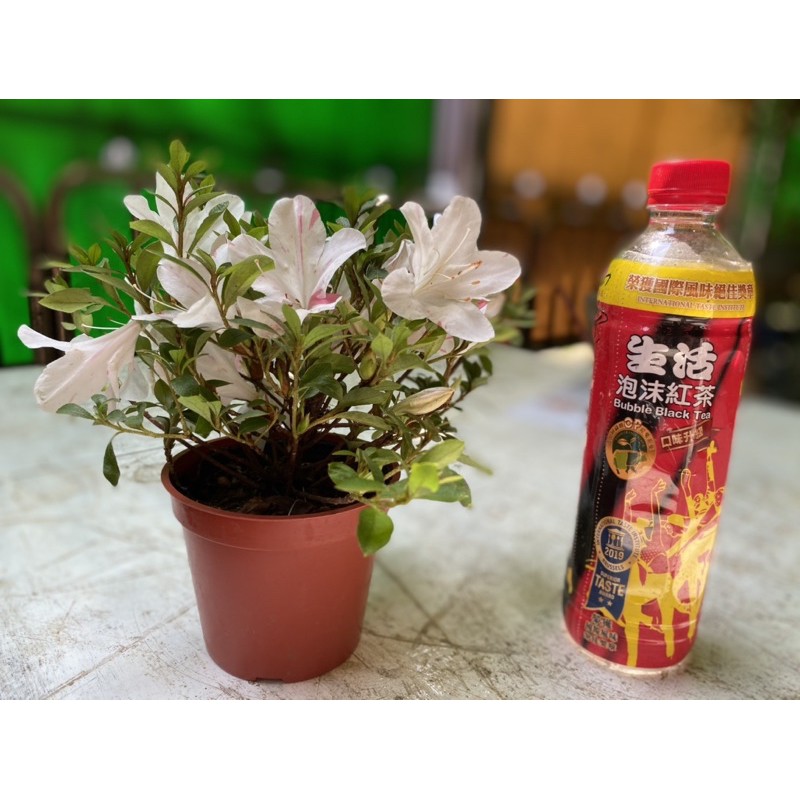 日本臯月杜鵑花 千代錦 蝦皮購物