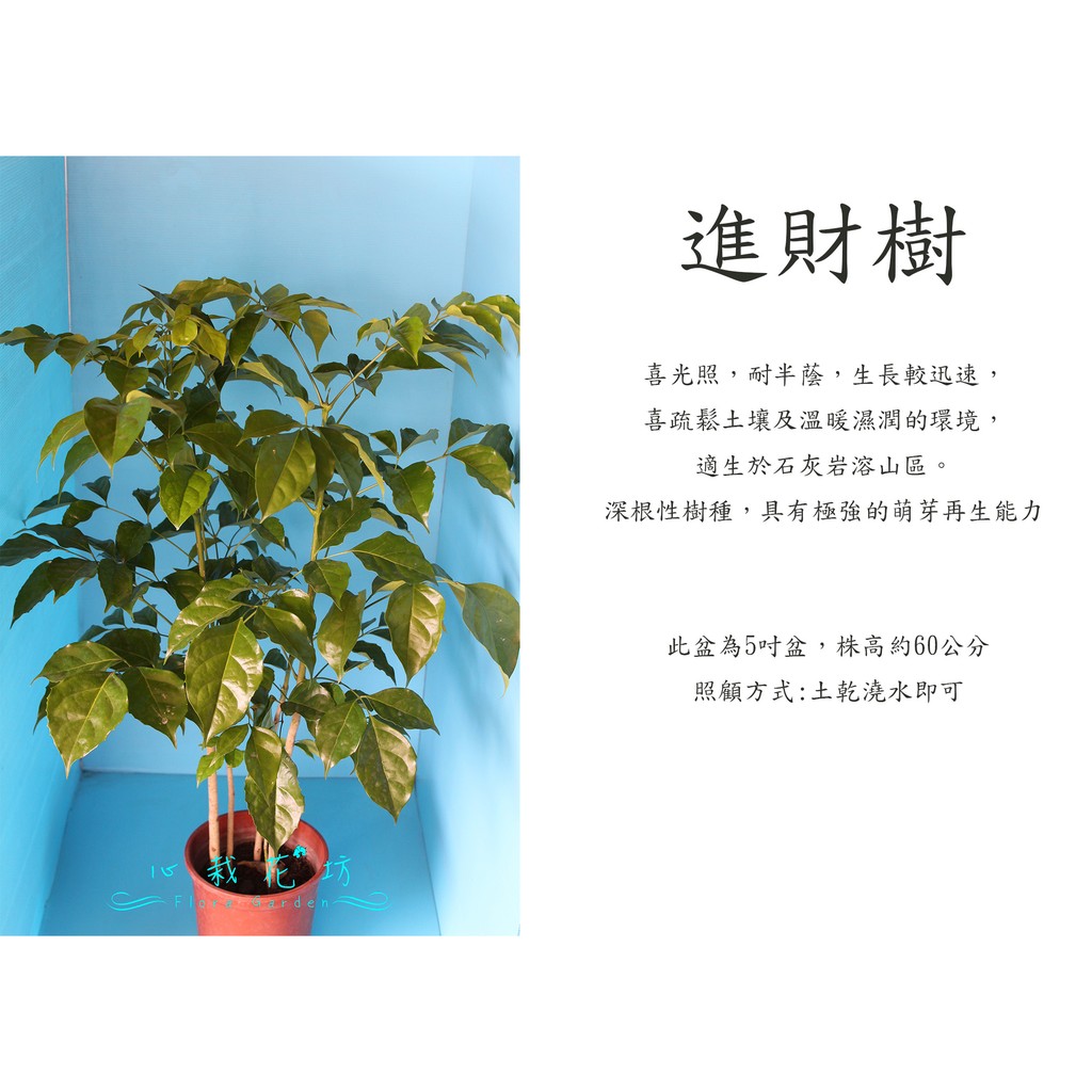 心栽花坊-海南菜豆樹/進財樹/5吋/觀葉植物/室內植物/售價160特價140