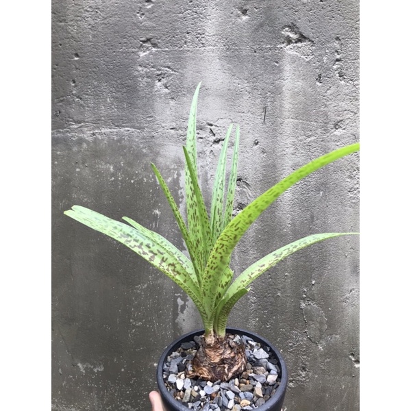 塊根植物 多肉植物 球根植物 非洲原生油點百合 ledebouria gary hammer