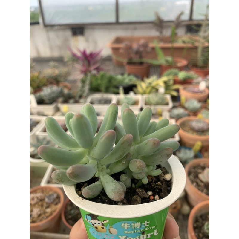 乙女心多肉多肉植物景觀盆栽 蝦皮購物