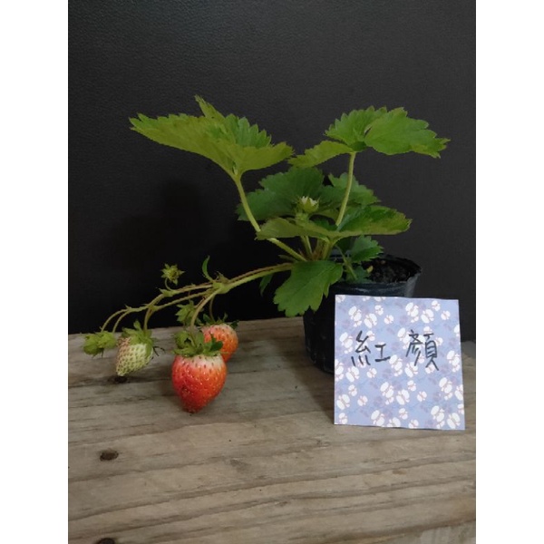 綻莓～🍓草莓苗🍓『 紅顏草莓苗』特價，買5送1