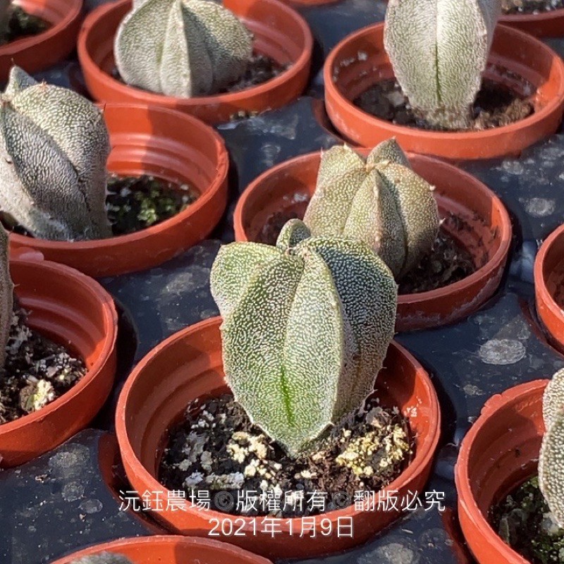 沅鈺農場多肉植物一吋盆 五爪鸞鳳玉 蝦皮購物