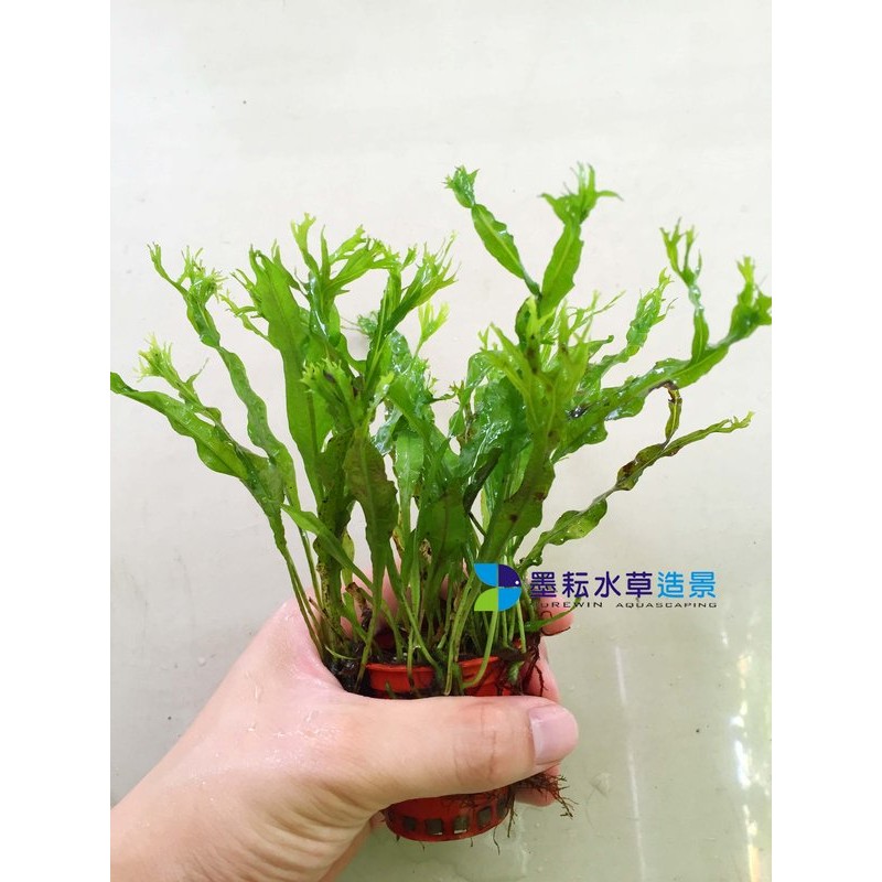 墨耘水草 鹿角鐵皇冠 水中葉 1盆 80元中景不需co2 陰性草份量超多 蝦皮購物
