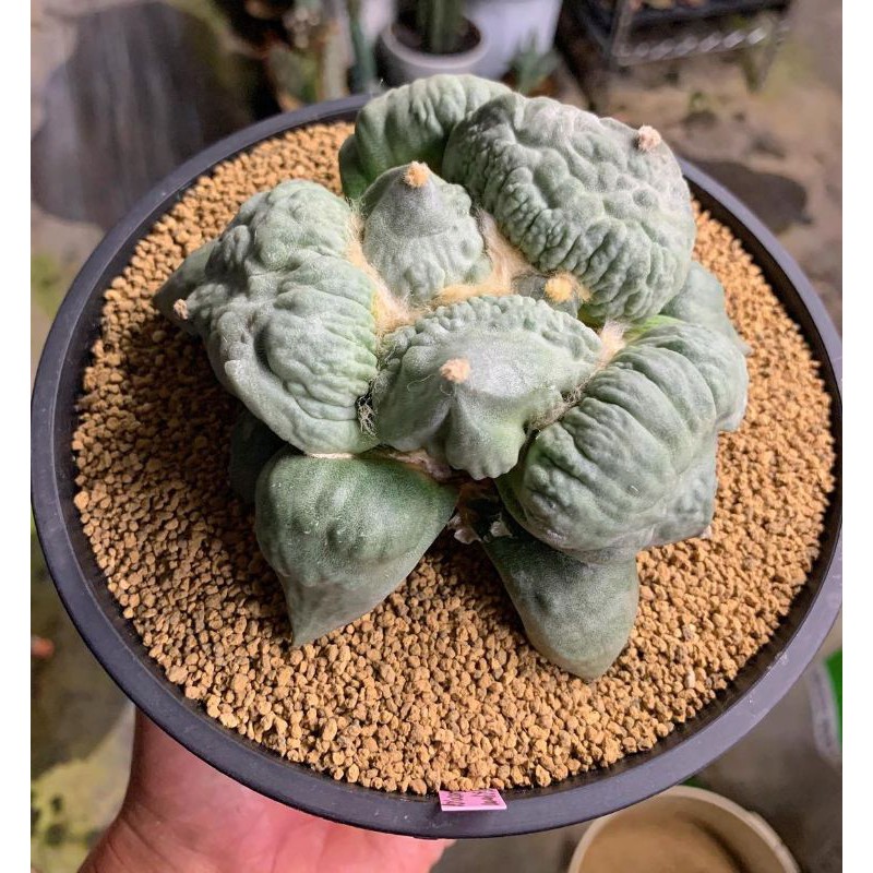 青瓷牡丹仙人掌多肉植物白皮綠底 雪花白毛 蝦皮購物