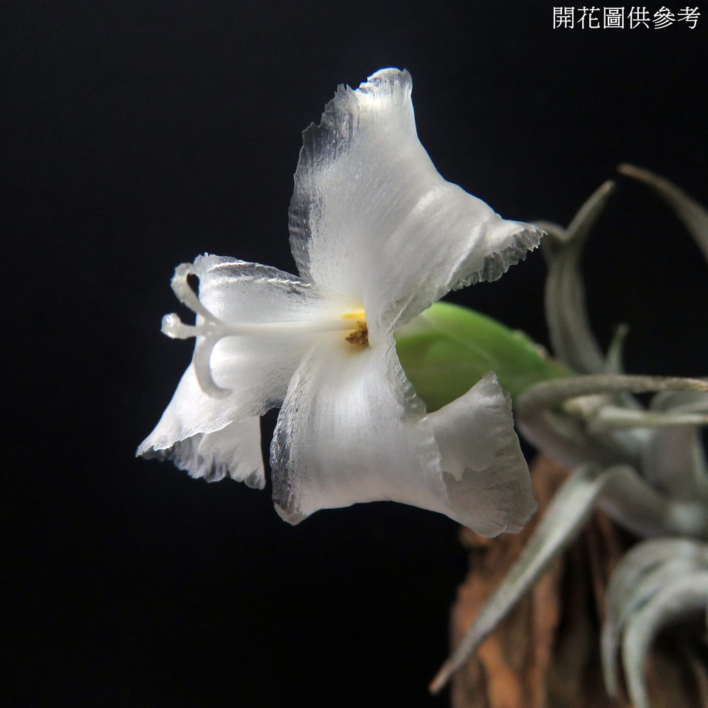 空氣鳳梨 白劍叢生株【香花】 Tillandsia xiphioides