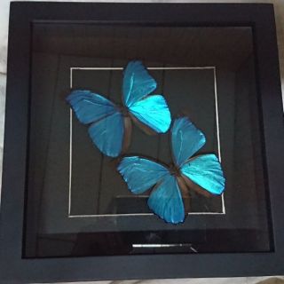 (客製)真蝴蝶標本(巴西國蝶)大藍閃蝶（Morpho menelaus）藍摩爾福蝶