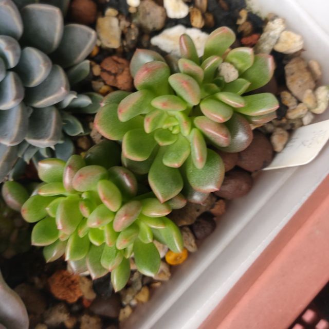 肉部屋紅寶石無錦芽母株退錦1吋景天多肉植物 蝦皮購物