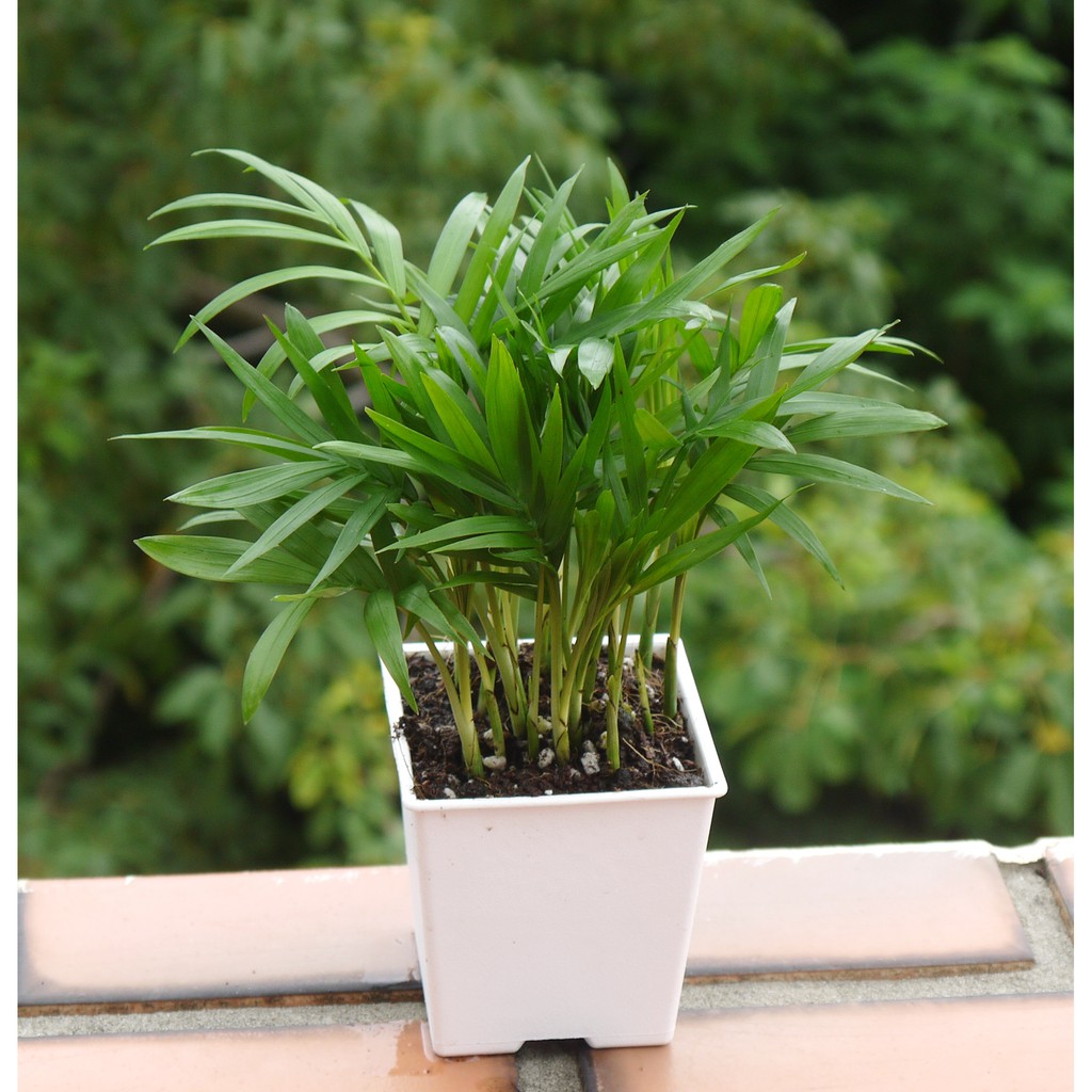 袖珍椰子 室內植物 室內清淨空氣盆栽 3寸 花樣渼栽盆栽生活館 蝦皮購物