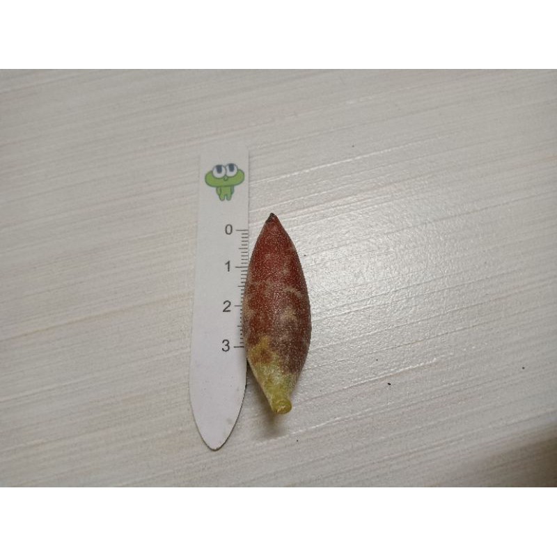 多肉植物 天錦章屬 梅花鹿天章 赤水玉 約3-3.5公分超肥美💕 優惠價35元