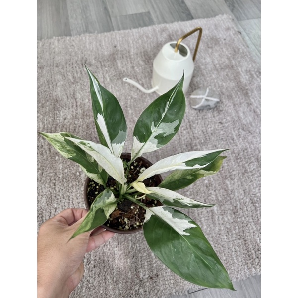 Spathiphyllum ‘City of Angels’ 斑葉白鶴芋