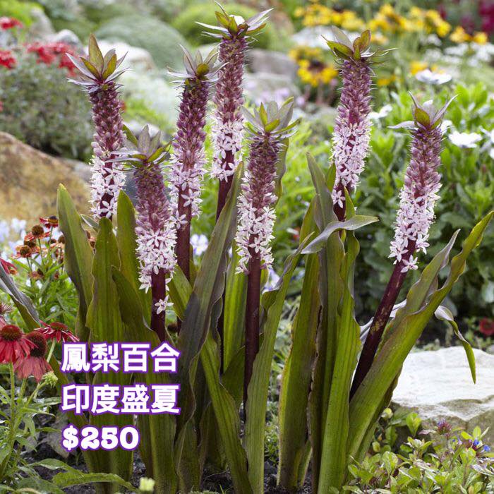 春天球根 鳳梨百合品種 印度盛夏indian Summer夏日清貨六折 蝦皮購物