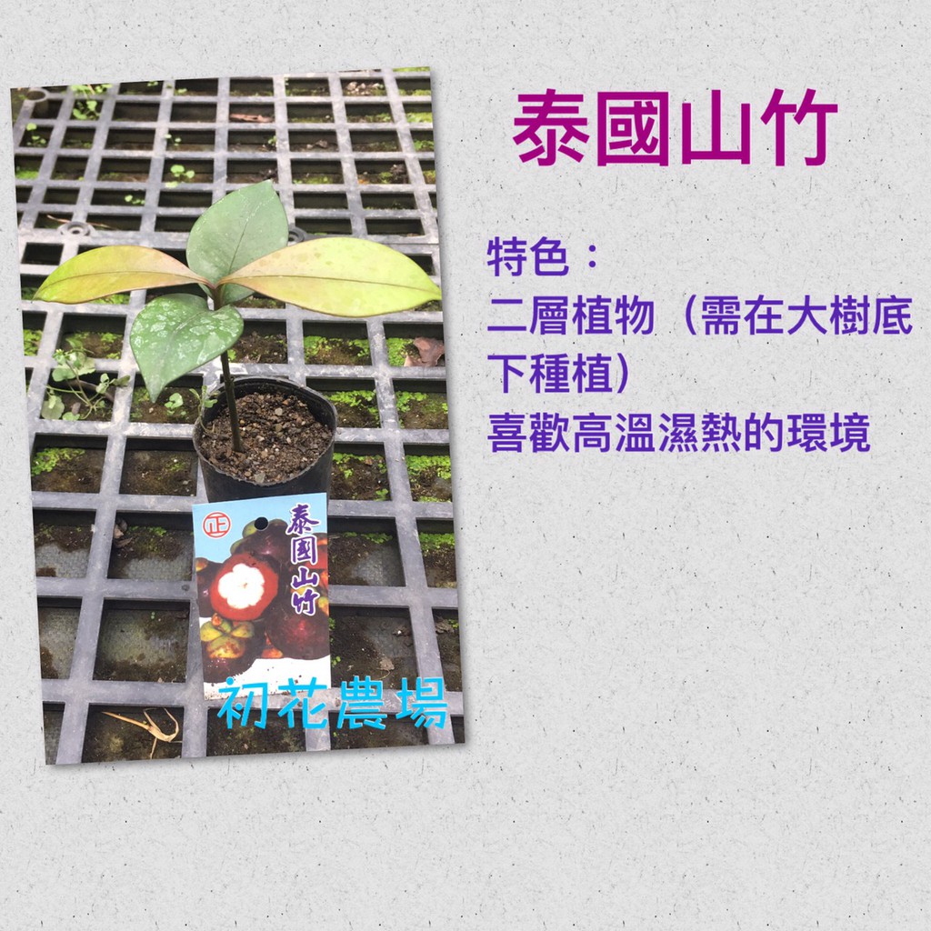 初花農場|泰國山竹苗|2.5吋盆|----定價300特價280