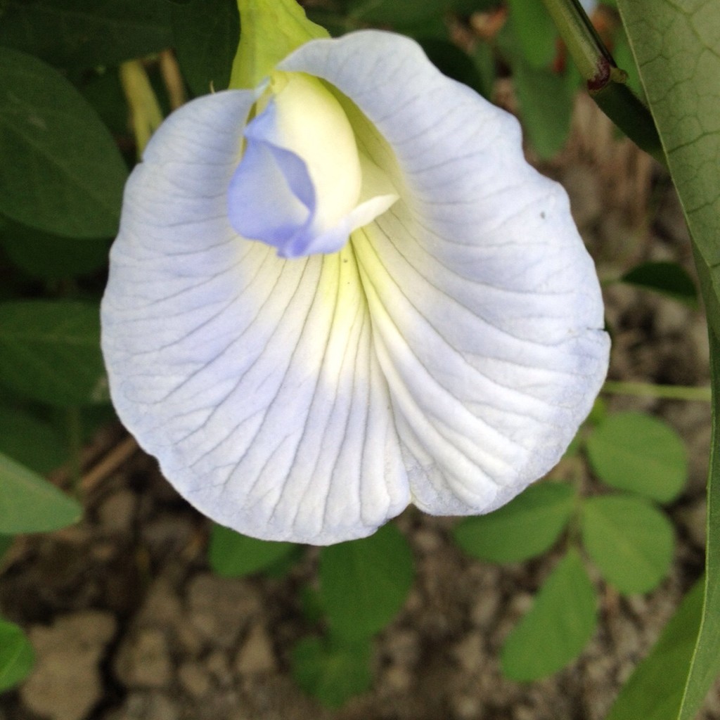 超享購 蝶豆天然染劑淺藍蝶豆花種子蝶豆種子複瓣深藍色複瓣單瓣 蝦皮購物