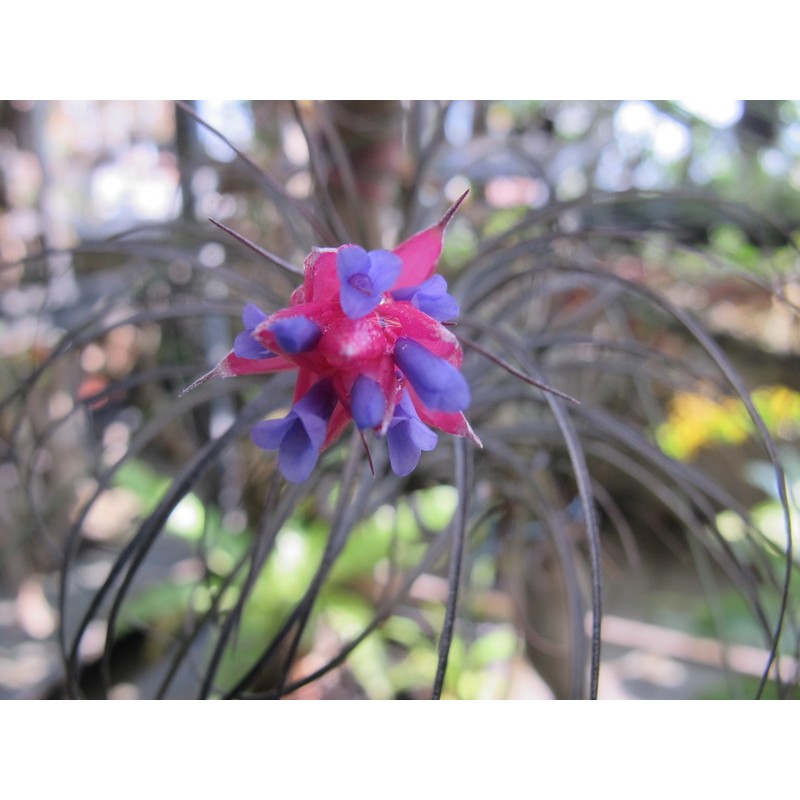 綠房子空氣鳳梨紅葉多國花tillandsia Stricta Red 蝦皮購物