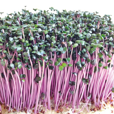 紫高麗菜苗 種子 種籽 4g