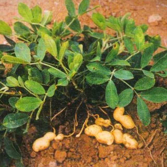 農來種菜 多產大顆粒花生種子盆栽種菜陽台種菜 蝦皮購物