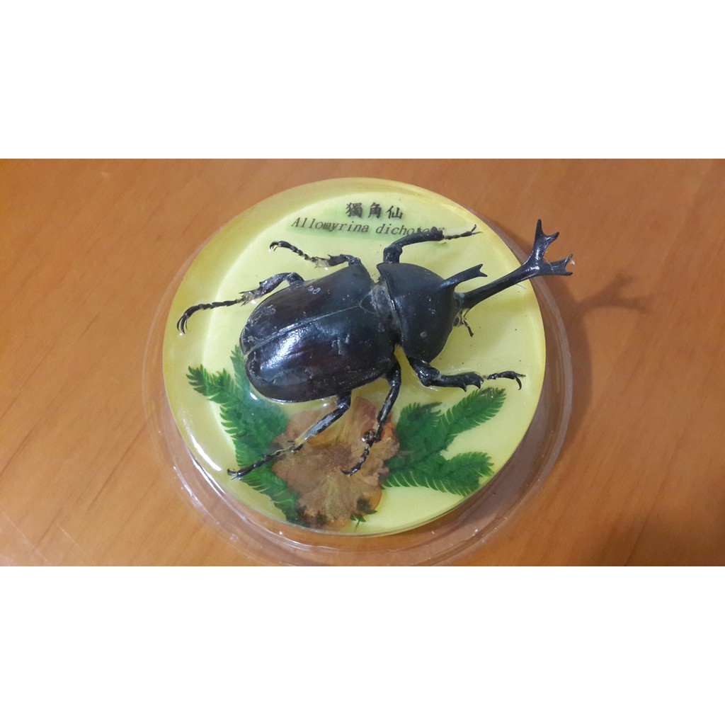 甲蟲標本 蝦皮購物
