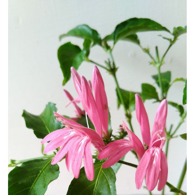 獨家商品 紅唇花 此版1年多 目前此版的開花完畢 市面少見 花型特殊植物 蝦皮購物