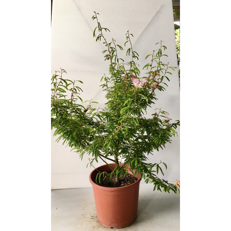 花囍園 喬木觀花植物 香水合歡 香水粉撲花 花絲色彩雖類似粉撲 5 6吋高約 35cm 特價180 蝦皮購物