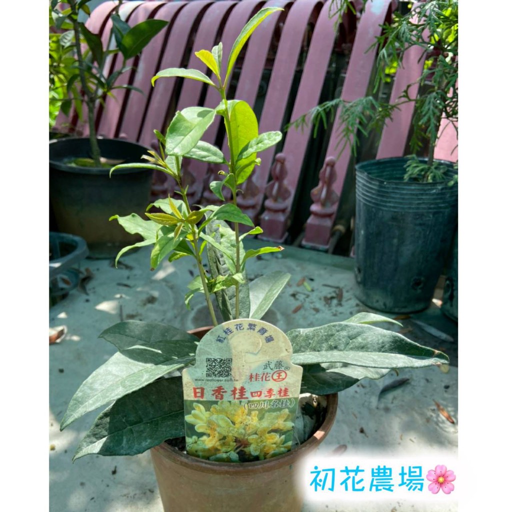 初花農場2店 日香桂 5吋盆 超取限2棵 觀花植物 定價0特價180 蝦皮購物