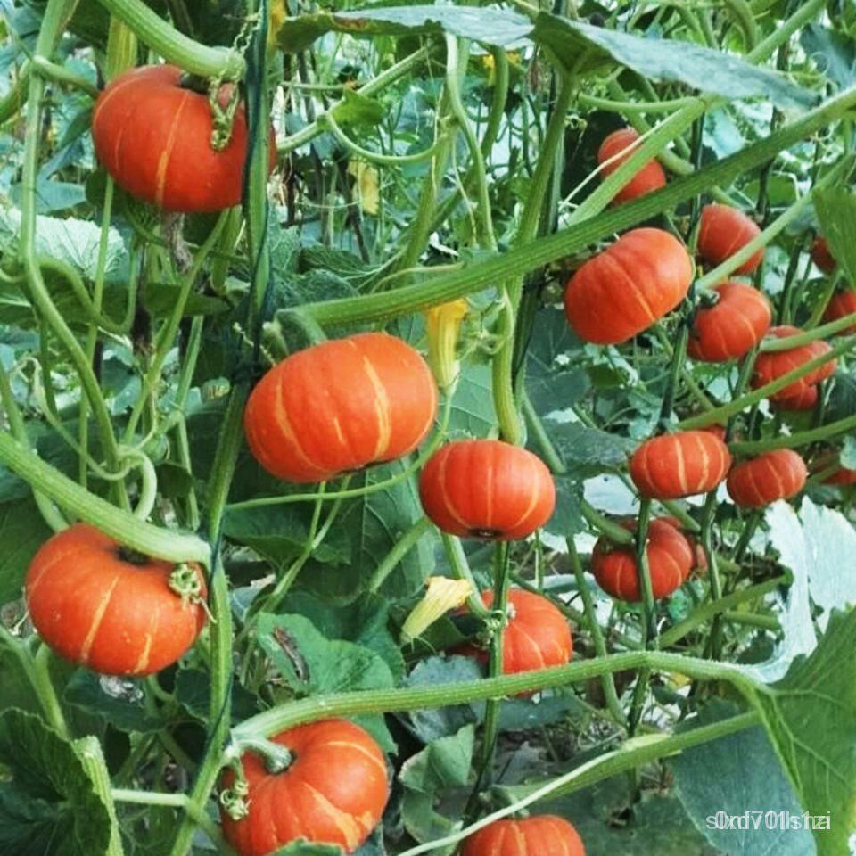 高產蔬菜種子 早栗蜜本南瓜種子超甜粉面 香芋南瓜 太陽紅板栗南瓜 銀栗南瓜 綠貝貝南瓜種子 貴族南瓜 南瓜大王