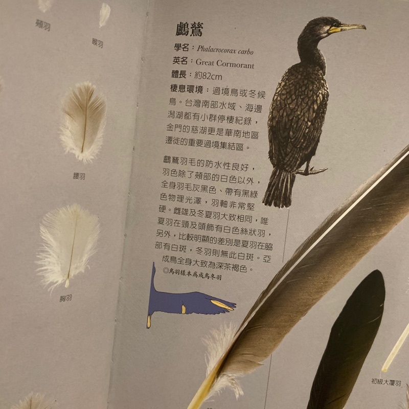 書籍 鳥羽 台灣野鳥羽毛圖鑑 蝦皮購物