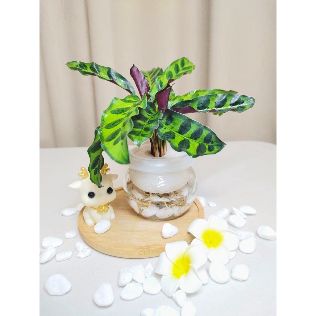 《Kamata🌈》🌲水耕 箭羽竹竽🌲箭尾竹芋 貓眼竹芋 觀葉植物 雨林植物 室內植物~另售「裸株」