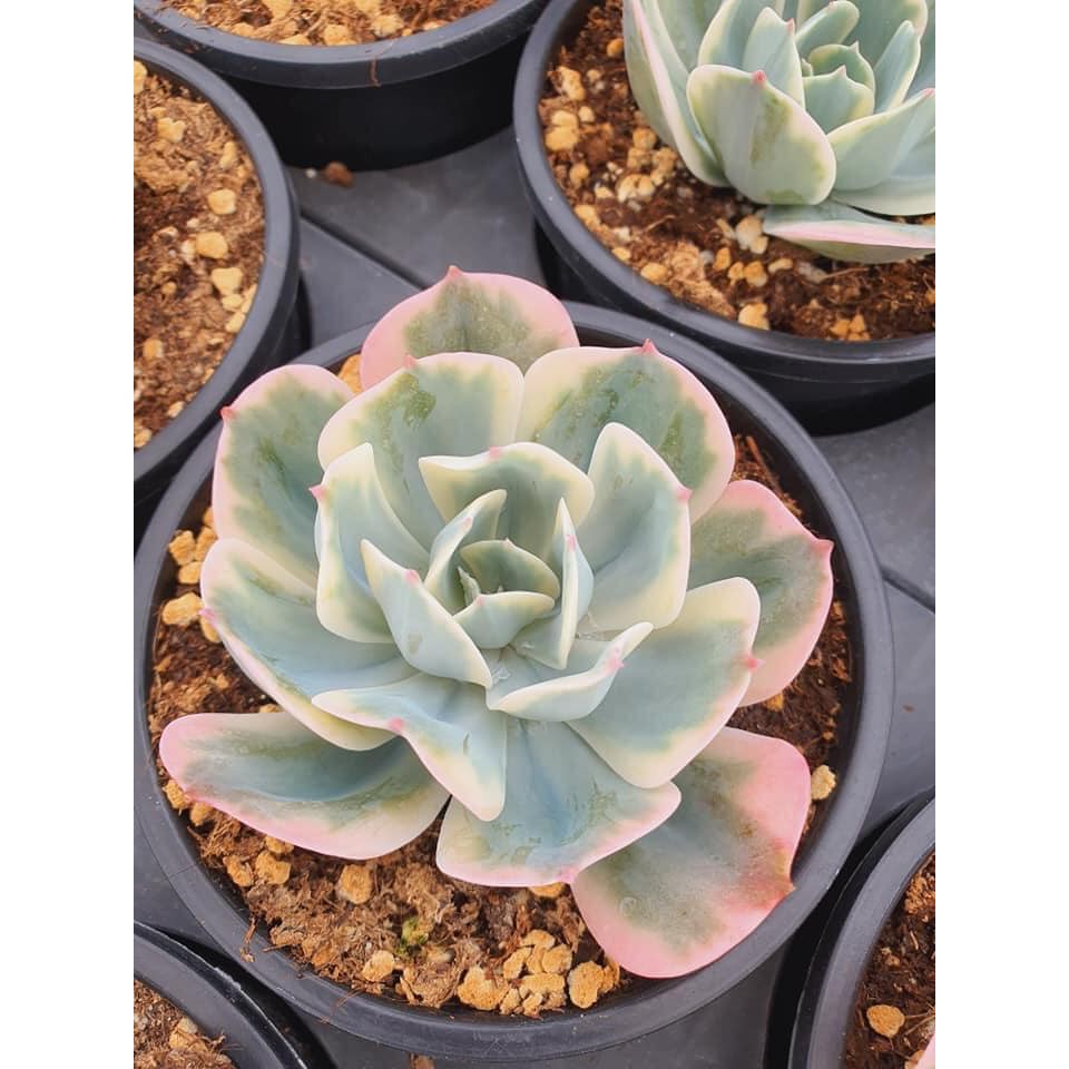 七福神錦未顯色無根品裸株出貨單頭約5吋大小多肉植物多肉韓國韓肉 蝦皮購物